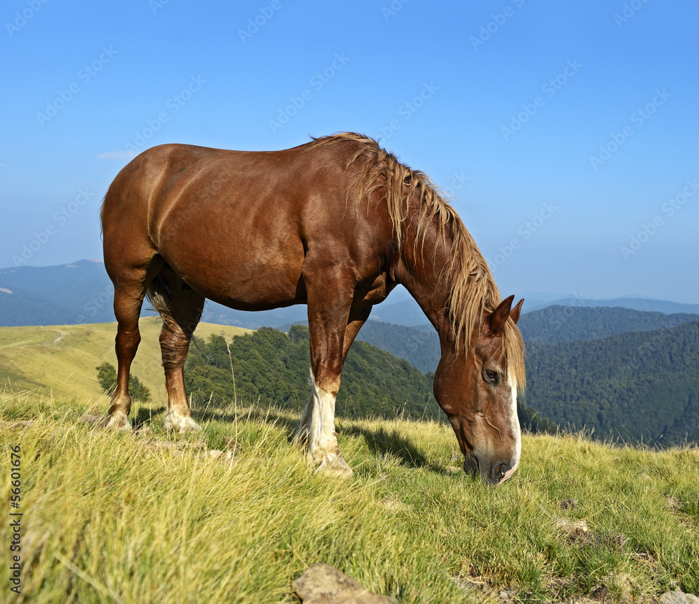 Horse