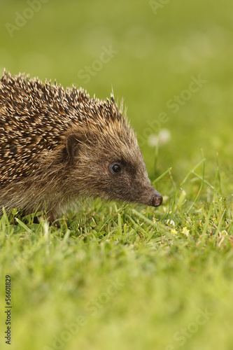 Hedgehog  Erinaceus europaeus