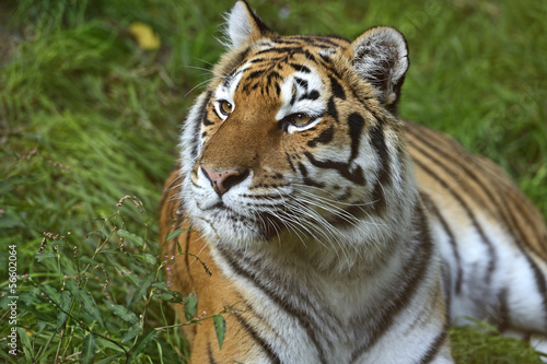 Portrait of tiger
