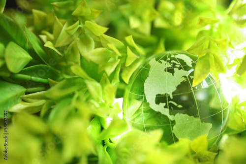 Glass globe in leaves