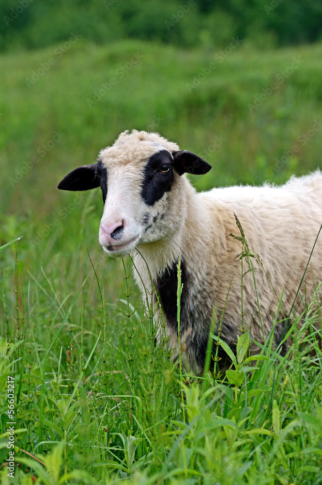 Fototapeta premium Sheep graze in a pasture in the mountains