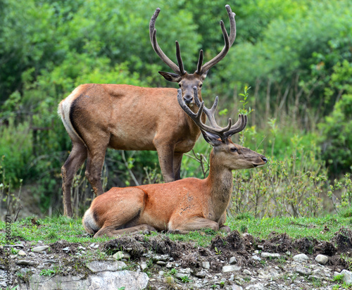 deer Altai