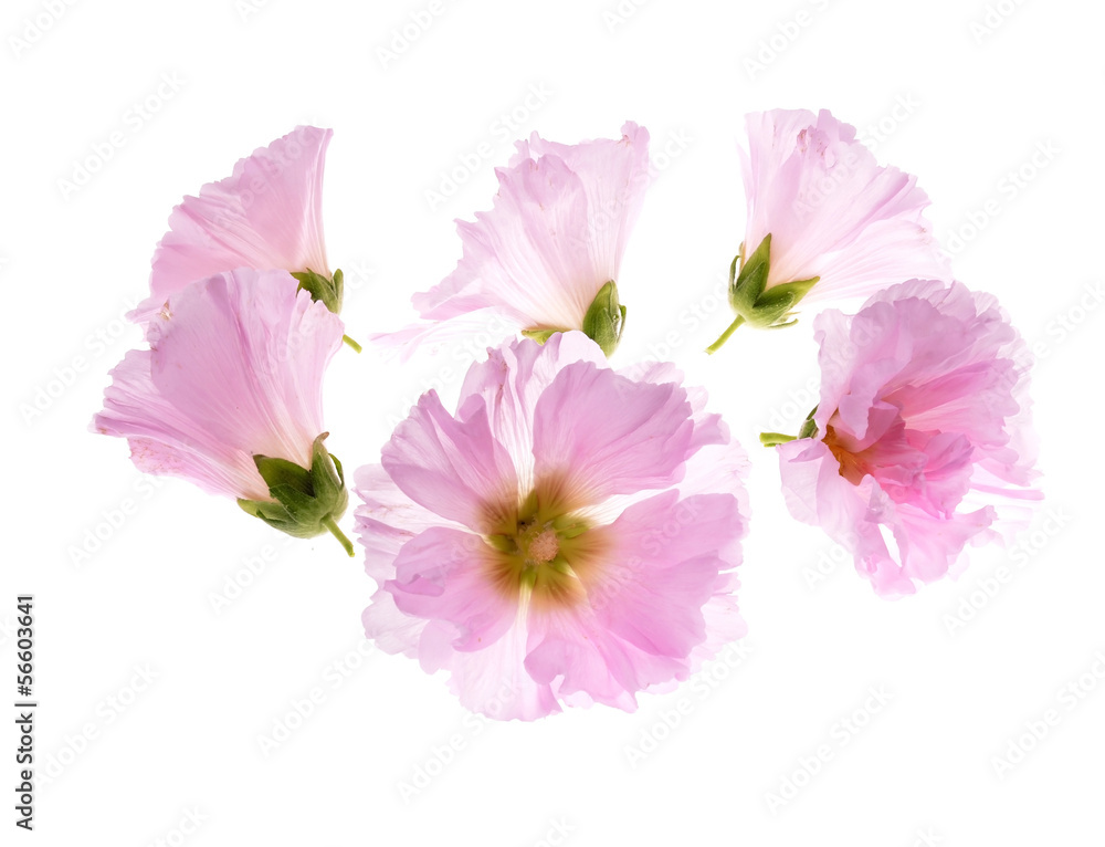 Beautiful decorating hollyhock flowers /Althaea officinalis/