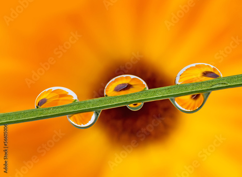 Fototapeta Naklejka Na Ścianę i Meble -  grass with dew dops