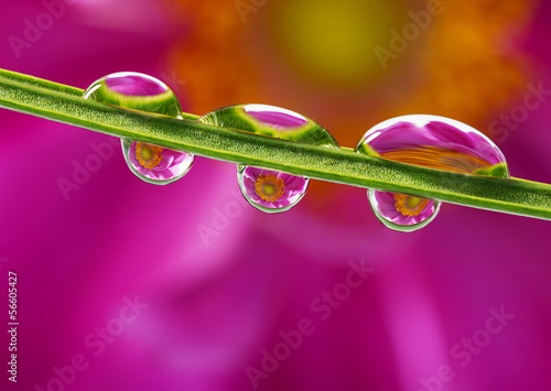 Fototapeta Naklejka Na Ścianę i Meble -  flower mirroring in rain drops - macro