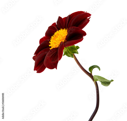 dahlia flower isolated