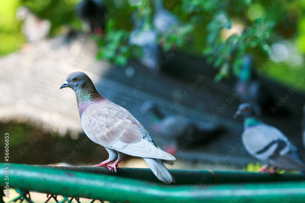 Fototapeta premium Pigeon