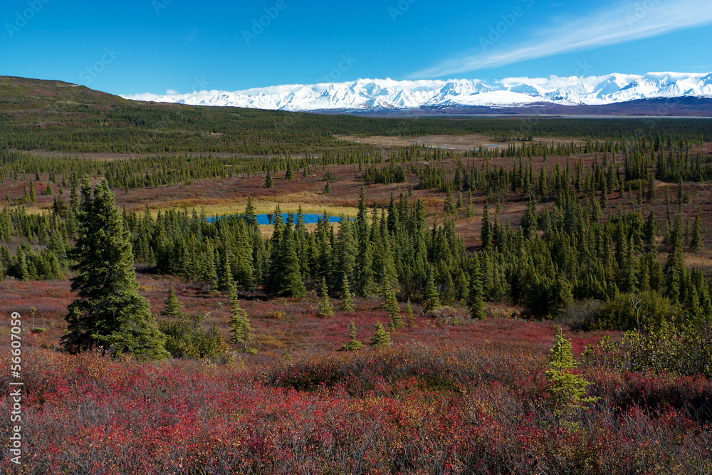 Tundra near Wonder Lake campsite, Denali Tundra near Wonder Lake campsite, Denali
