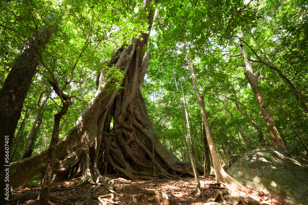 Giant tree in tropic forest in Sri Lanka