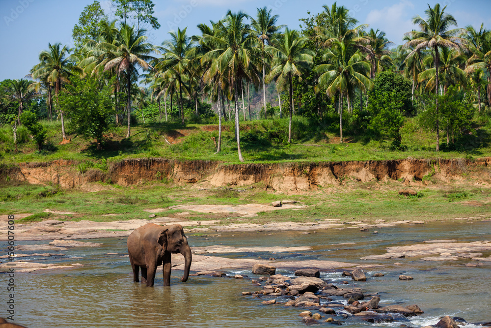 Elephants of Pinnawala elephant orphanage bathing in river Elephants of Pinnawala elephant orphanage bathing in river