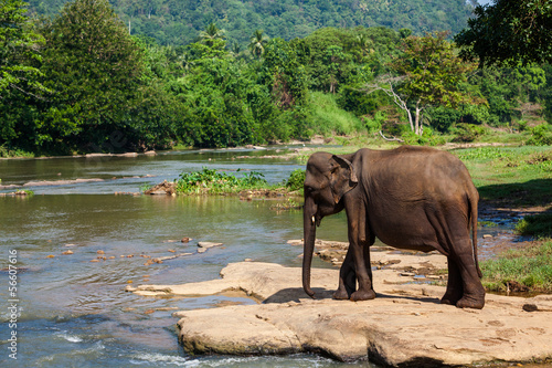 Elephants of Pinnawala elephant orphanage bathing in river