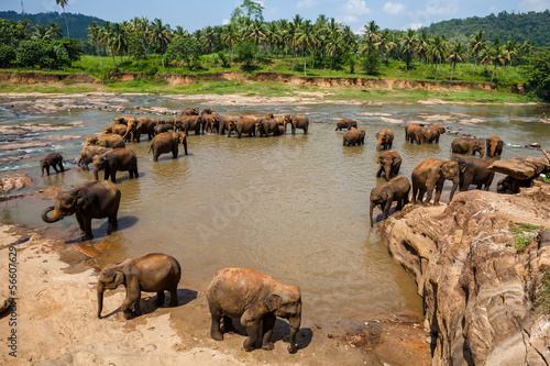 Canvas Print Elephants of Pinnawala elephant orphanage bathing in river