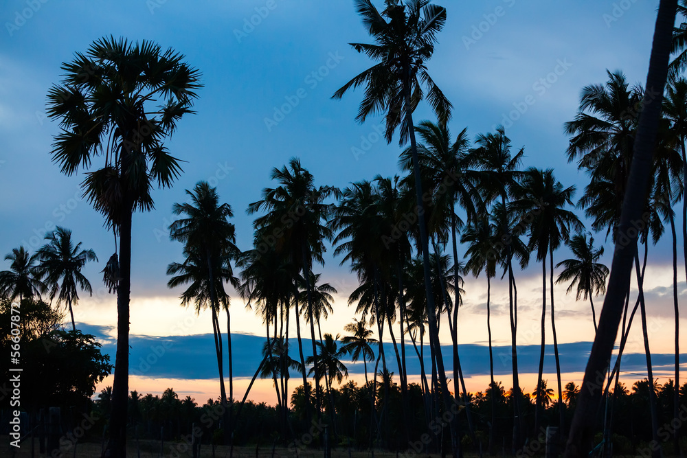 Palm trees at the tropical coast in Sri Lanka