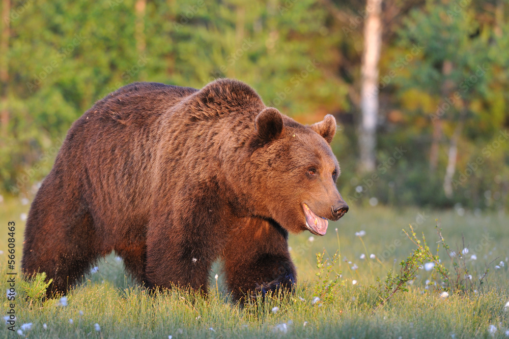 Fototapeta premium Smiling bear
