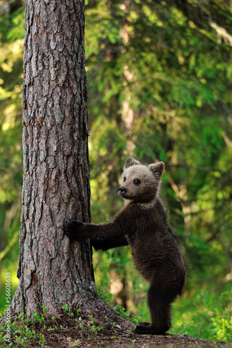 Brown Bear Cub standing
