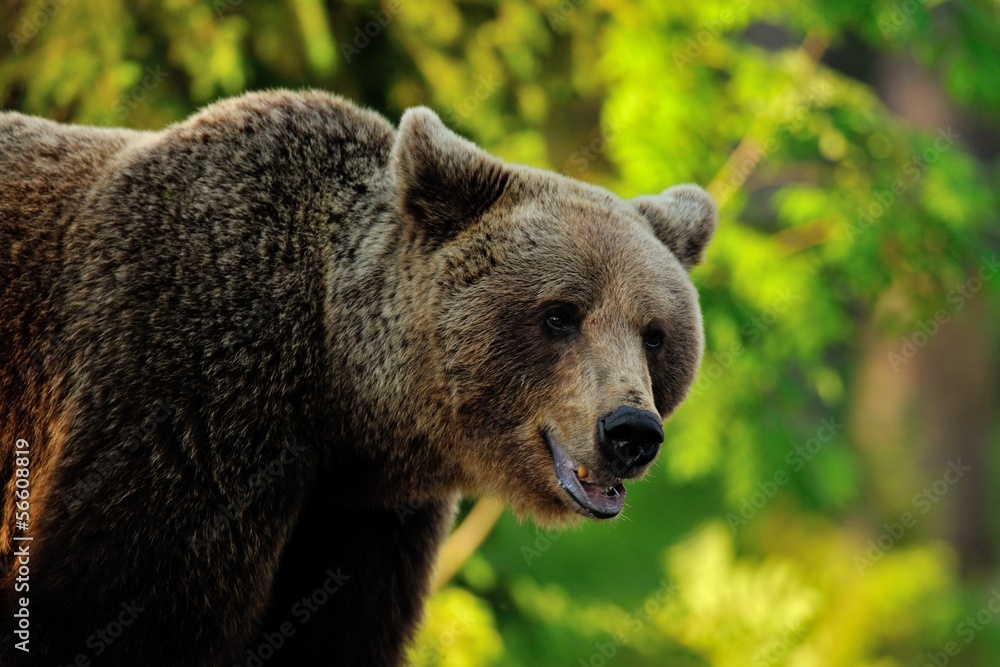 Obraz premium Female Brown Bear