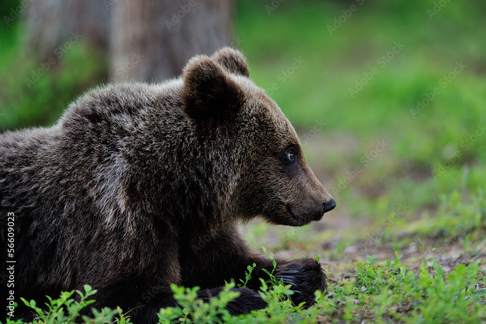 Brown Bear lying