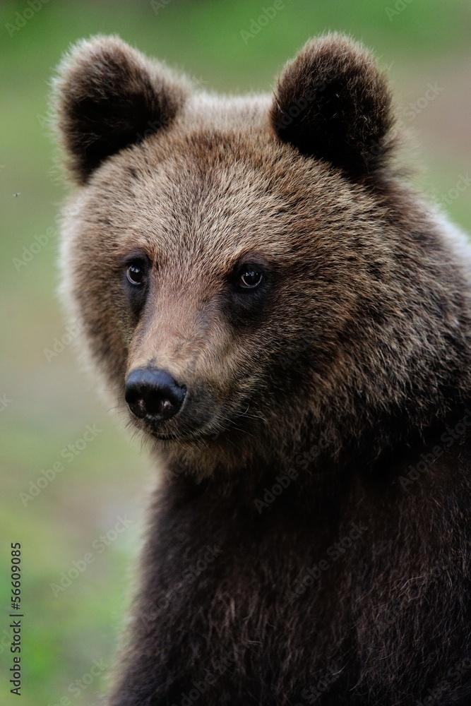 Young brown bear portrait