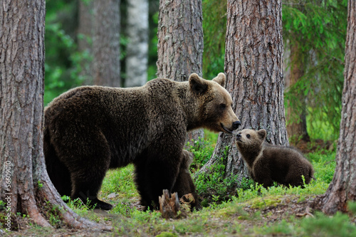 Stampa su tela Bear with cubs in the forest