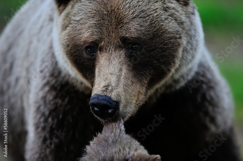 Mother bear with cub