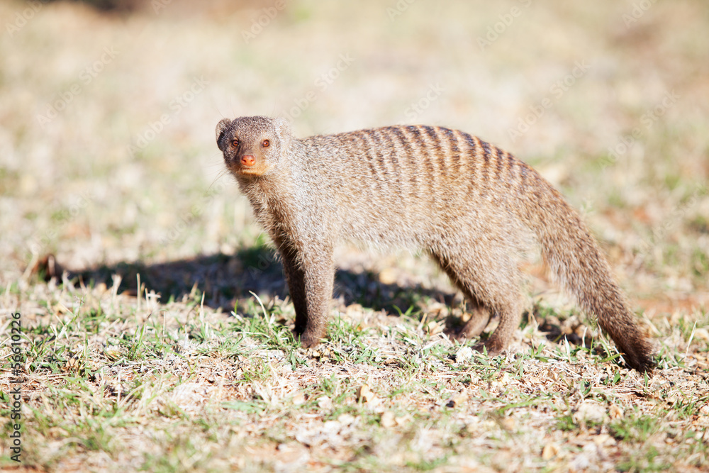 Fototapeta premium Banded mongoose in nature reserve in South Africa