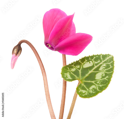 Foto cyclamen