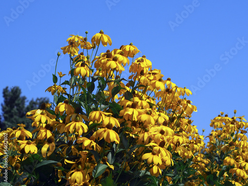 Rudbechia photo