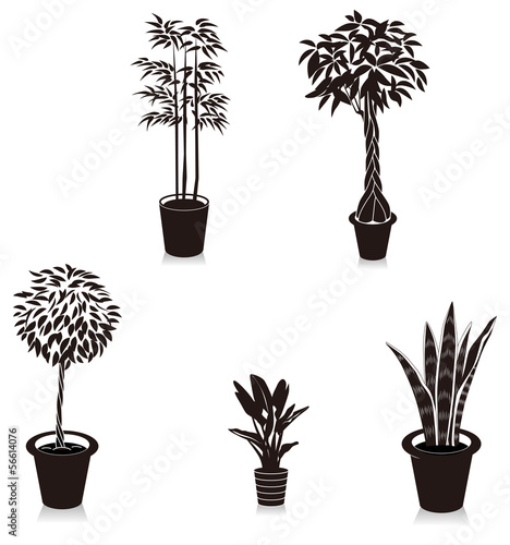 観葉植物