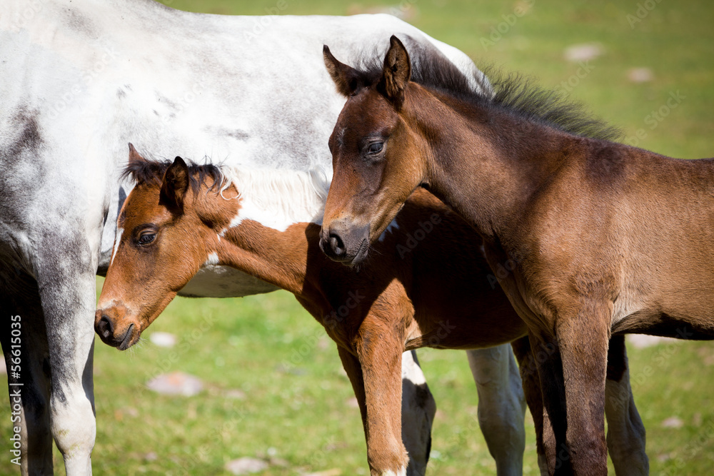 Fototapeta premium Two foals