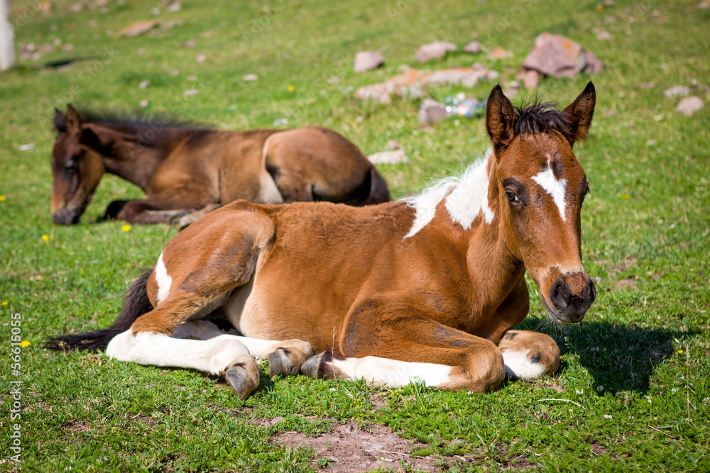 Small cute foals on the grass Small cute foals on the grass