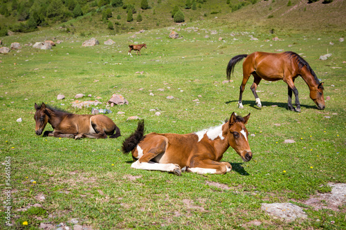 Horses on th pasture