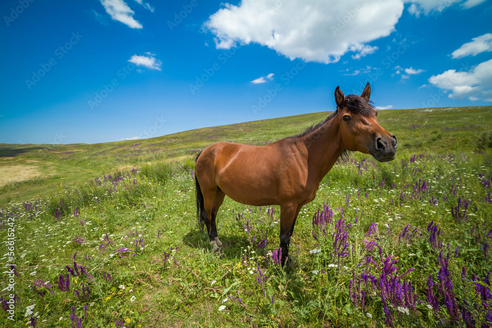 Funny bay horse on the grassland Funny bay horse on the grassland