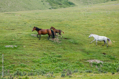 Herd of horses running in the field