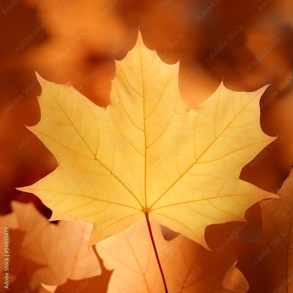 Obraz premium Herbst Blatt
