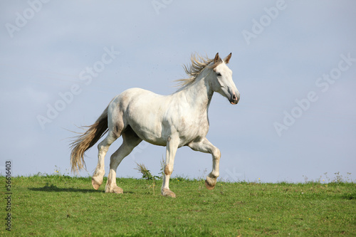 Nice white horse running on horizon