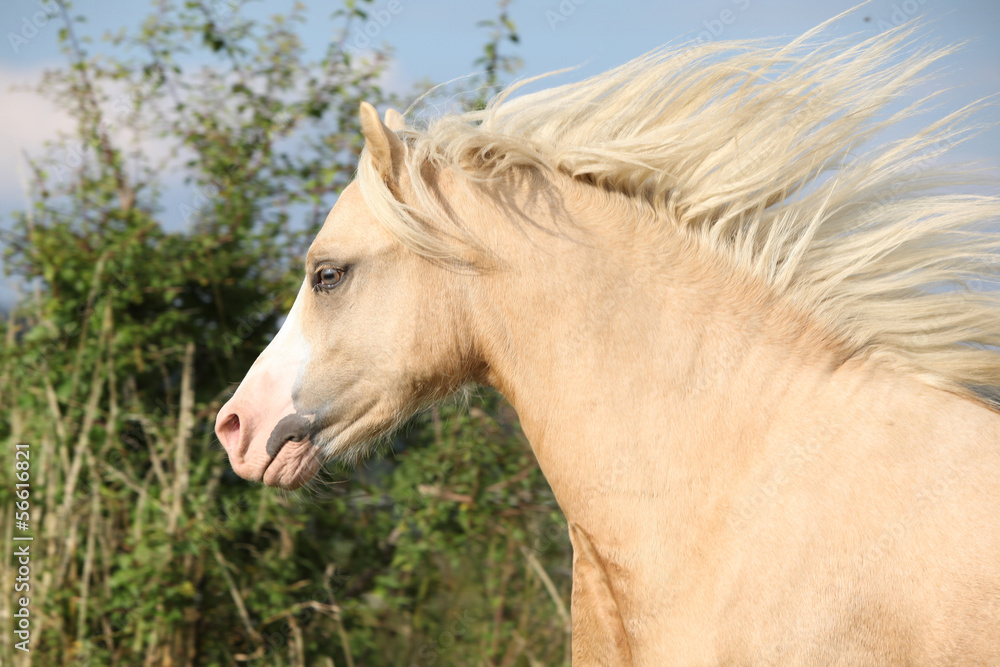 Gorgeous palomino horse with flying mane Gorgeous palomino horse with flying mane