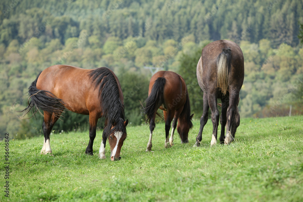 Beautiful brown horses eating on pasturage Beautiful brown horses eating on pasturage