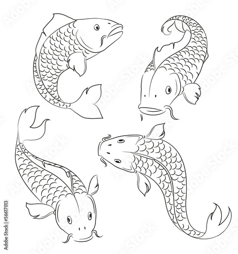 Carps sketches