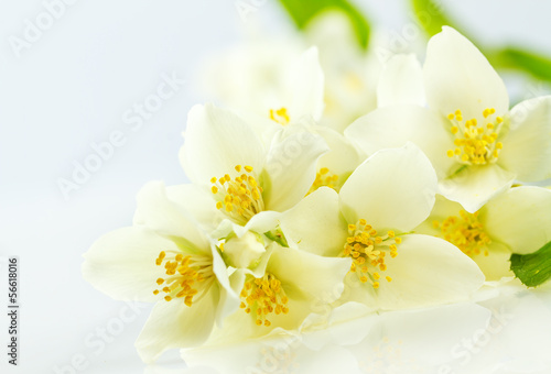 jasmine white flower