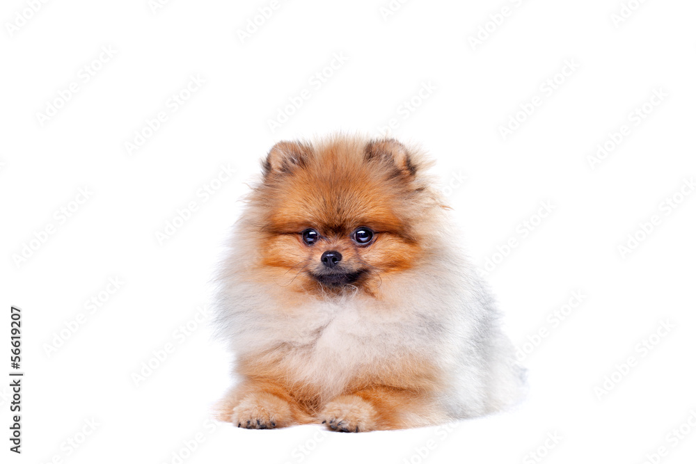 Zverg Spitz, Pomeranian Zverg Spitz, Pomeranian
