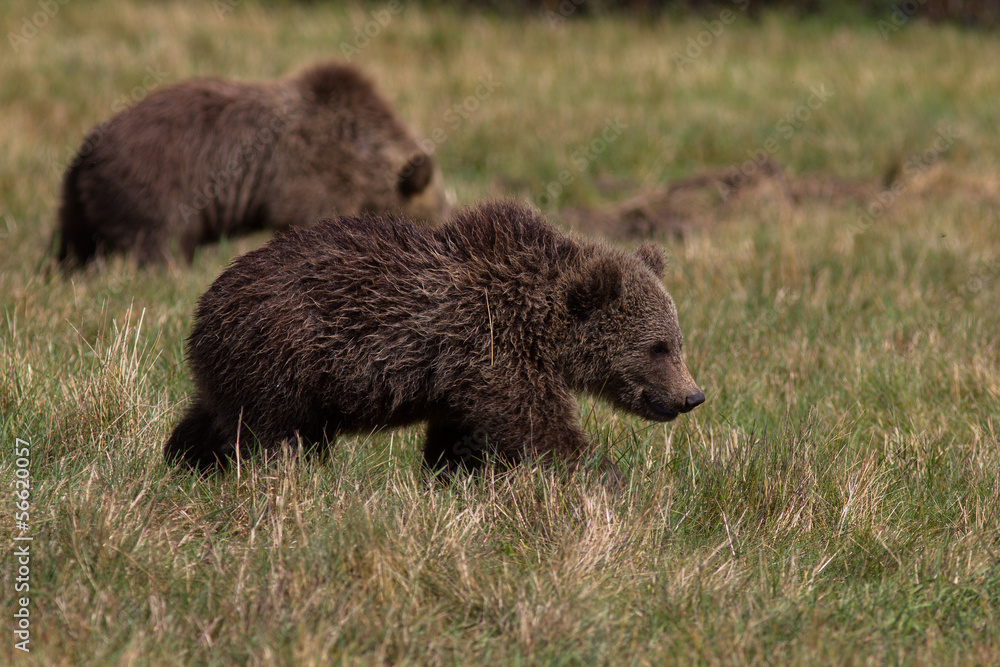 Obraz premium Braunbärjunges