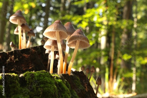 Mushrooms on a rotten tree on the forest background