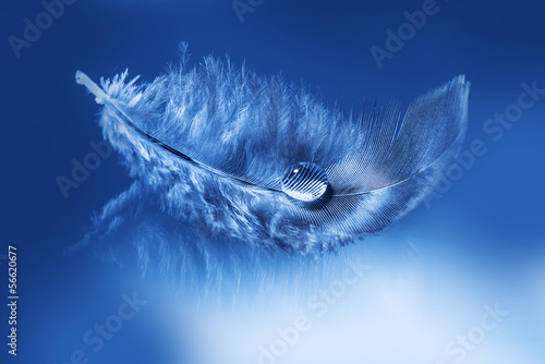feathers with drop - purity