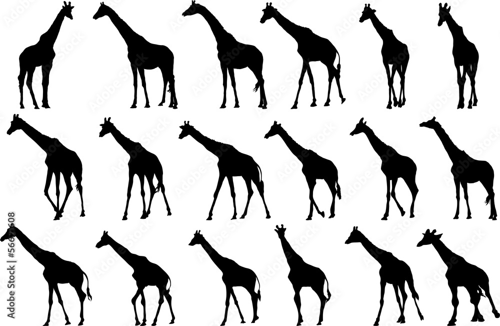 Naklejka premium Set of vector silhouettes of giraffes