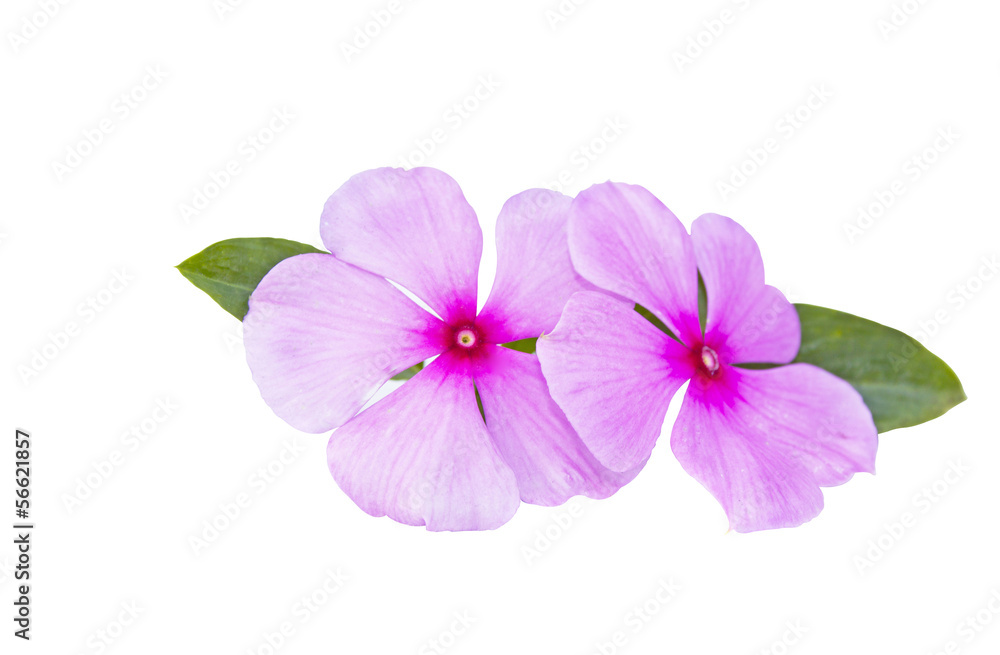 Two Pale Pink Flowers On A White Background Two Pale Pink Flowers On A White Background