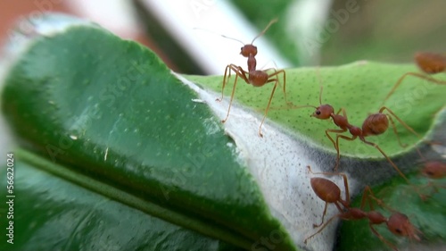 Orange Gaster Ants weaving a nest on a leaf photo