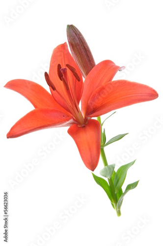 Red lily flower isolated on white background