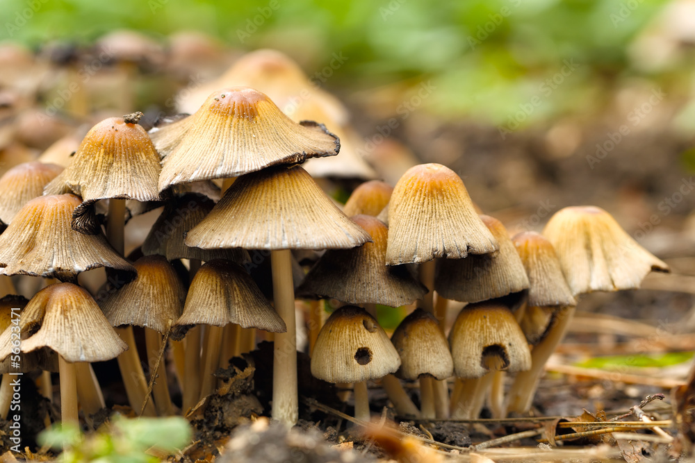 poisonous mushrooms Entoloma cetratum poisonous mushrooms Entoloma cetratum