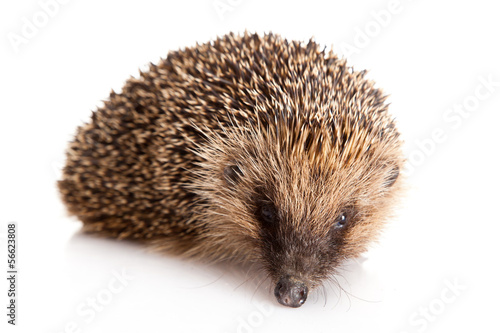 Hedgehog on a white background