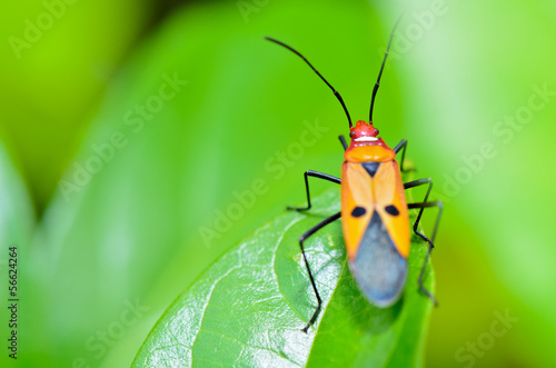Red Cotton Bug (Dysdercus cingulatus) © yongkiet